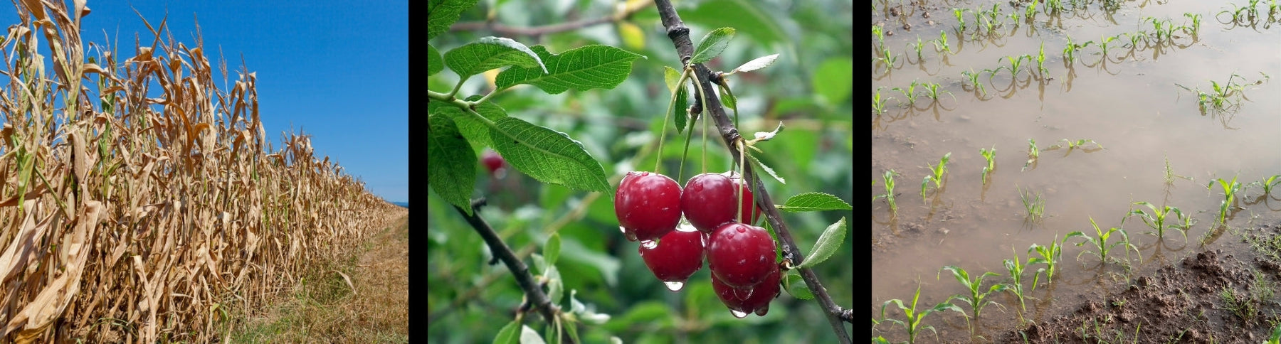 Unseasonable Weather Affecting Farmers Across North America This Growing Season