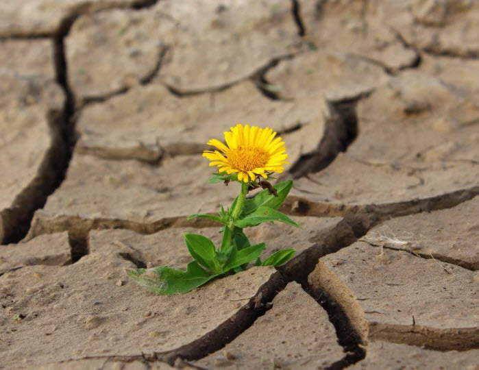 If you grow anything in the west, you need a soil moisture sensor