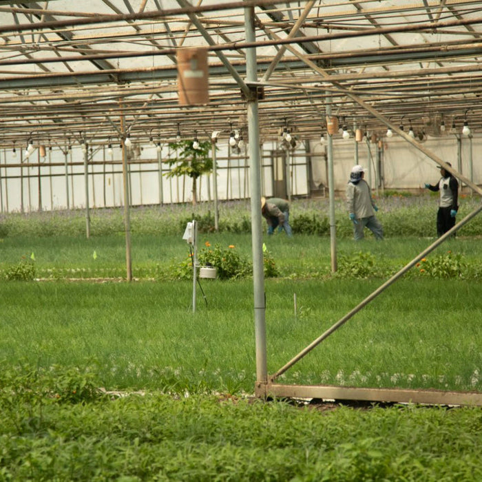 Jacobs Farm: Growing Herbs in Greenhouses with EnviroMonitor