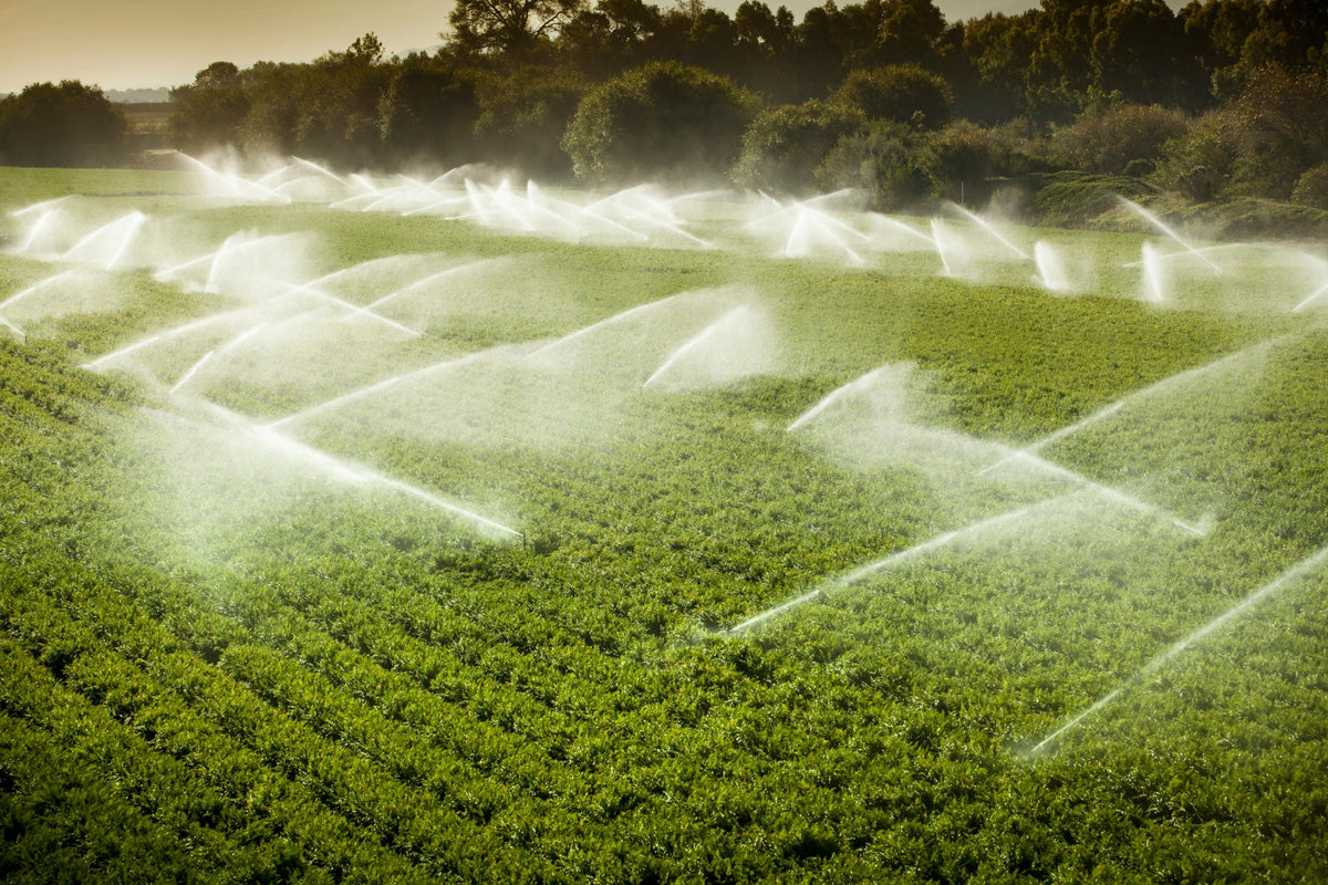 Irrigating with EnviroMonitor & Mobilize Helps Growers Maximize Water Resource Management