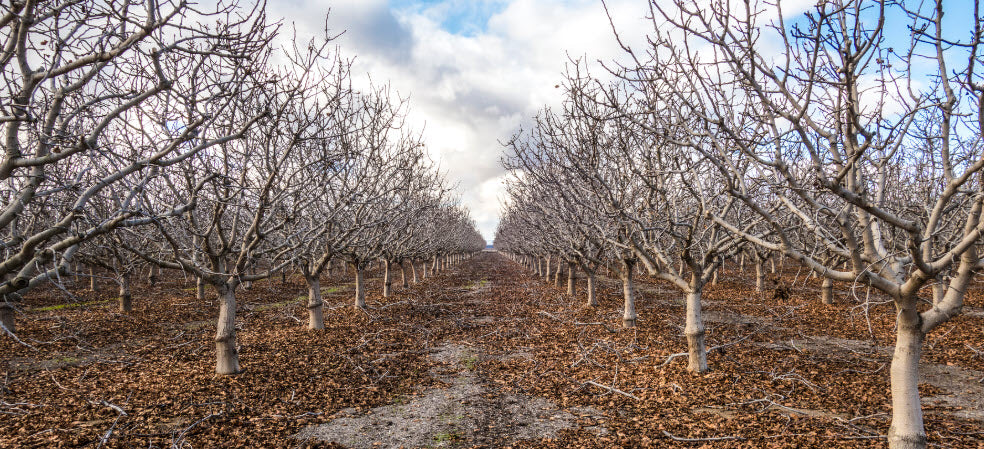 How to Monitor Chill Accumulation for Orchards and Vineyards — Davis ...