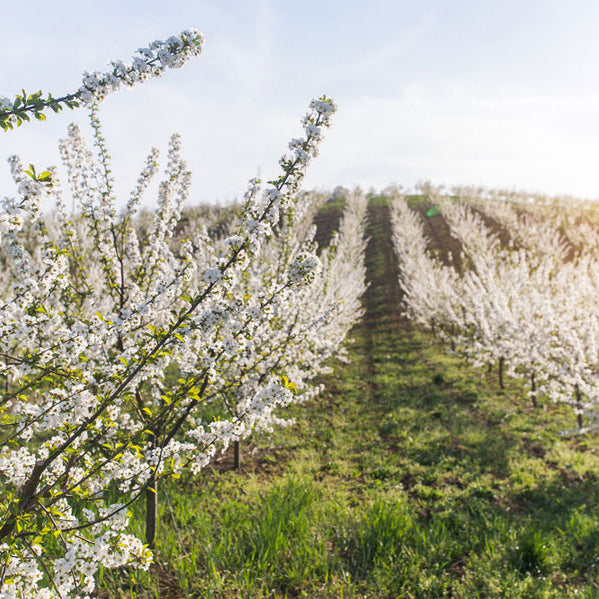 GroWeather and Mobilize Reduce Risks In Almond Orchard in California’s Central Valley